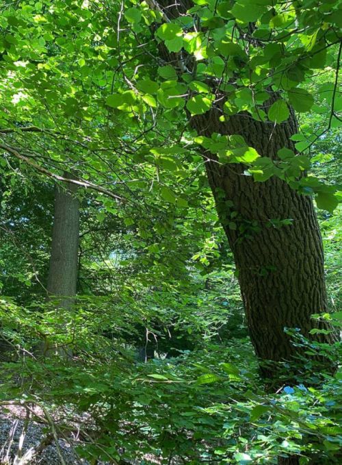 Groene oase nabij natuurgebied Het Geuldal.