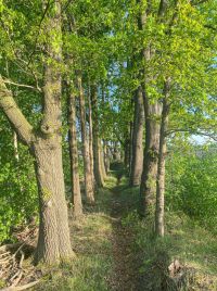 Geniet van een actieve natuurdag op uw eigen bosperceel (Asten)