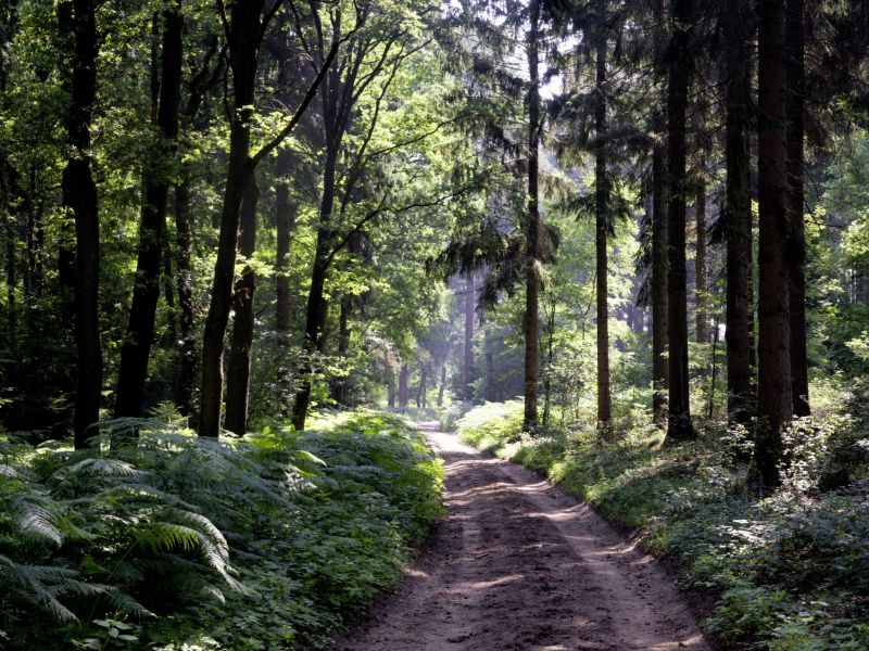 37.000 ha nieuw bos in 2030? Door creatief te combineren!