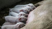 Subsidieregeling sanering varkenshouderijen: waarmee dient de stoppende varkenshouder rekening te houden.